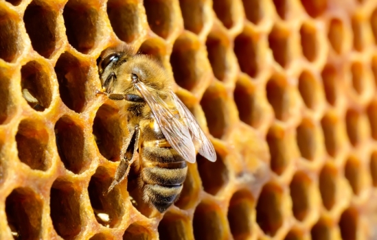 Tropilaelaps una amenaza real para la Apicultura Europea