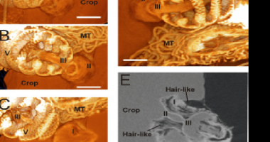 Exploring Honeybee Abdominal Anatomy through Micro-CT and Novel Multi-Staining Approaches