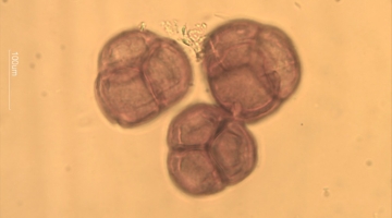 LABORATORIOS APINEVADA SUCURSAL EN PORTUGAL